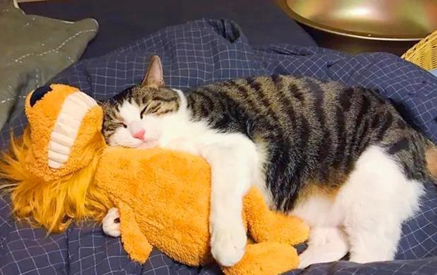 女儿想养猫该不该同意