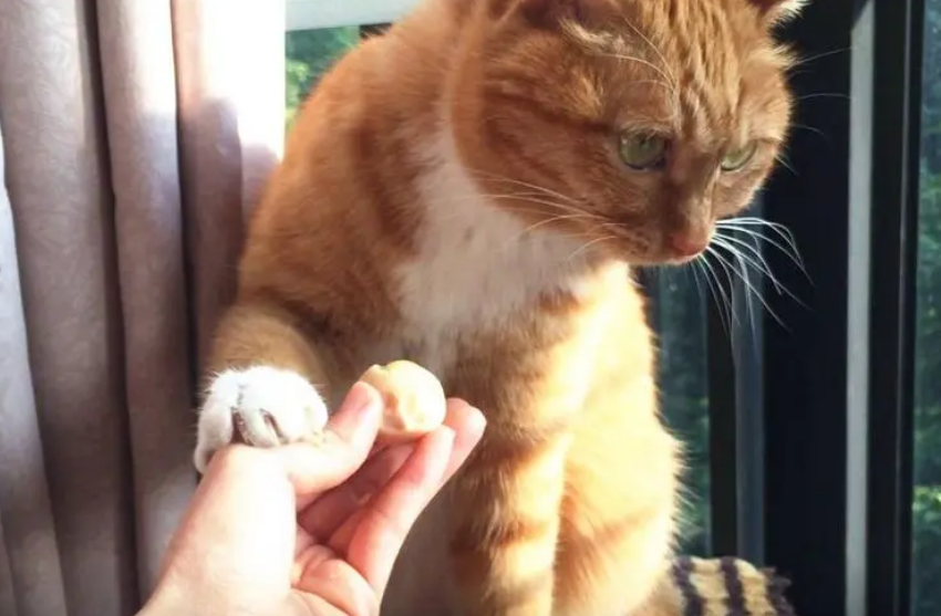 猫带壳吃了鹌鹑蛋会怎么样