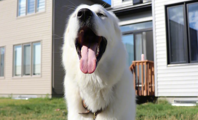 大白熊犬吃什么狗粮好？这些方法了解一下
