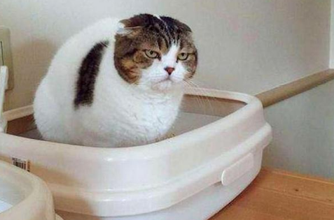 猫猫为什么会尿红色的
