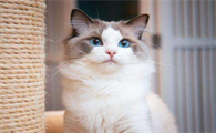 猫咪十大颜值排名