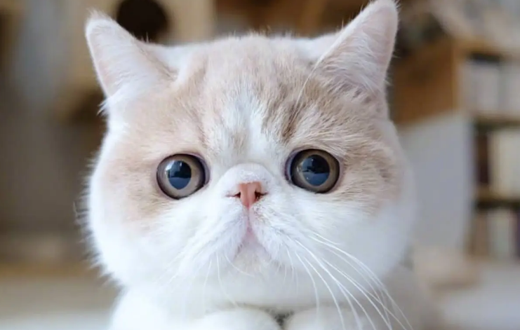 福州靠谱的猫舍 福州靠谱的猫舍