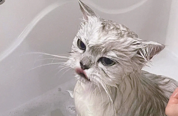 猫洗澡用什么洗 猫洗澡用什么洗