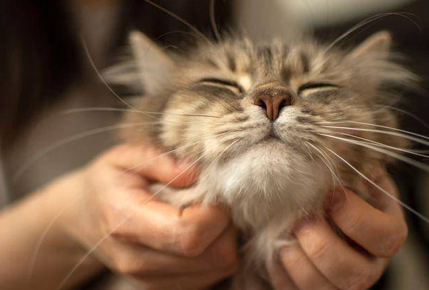 猫咪为什么让我摸脸