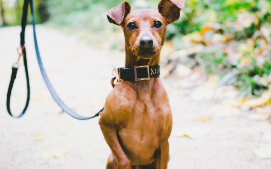 小鹿犬吃狗粮要泡吗?1分钟看完,你就明白! 小鹿犬吃狗粮要泡吗?1分钟看完,你就明白!