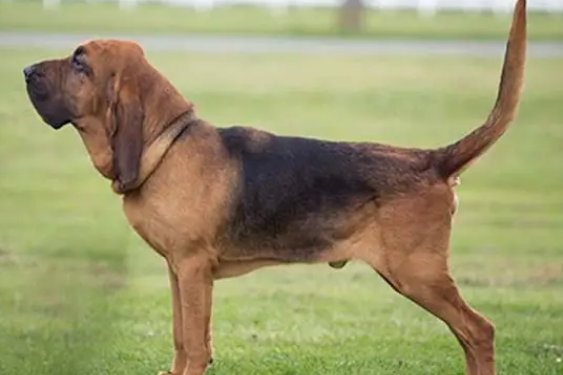 寻血猎犬拉稀怎么办?怎么治好它的问题? 寻血猎犬拉稀怎么办?怎么治好它的问题?