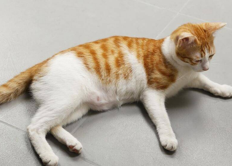 小母猫吃不胖怎么办 小母猫吃不胖怎么办