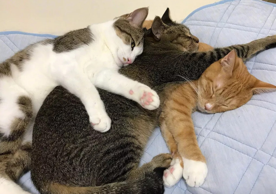 养三只猫六只眼的说法