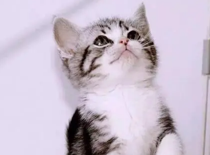 虎斑猫几个月发腮?你知道发腮吗? 虎斑猫几个月发腮?你知道发腮吗?