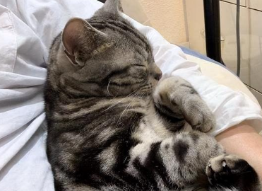 猫咪为什么粘着男的睡觉 猫咪为什么粘着男的睡觉