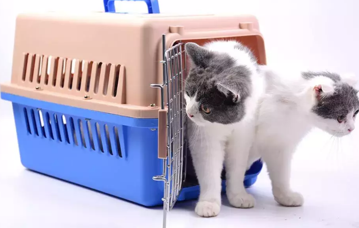猫咪托运费用 猫咪托运费用