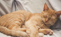 猫咪春天为什么不爱睡觉呢