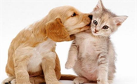 养狗好还是养猫咪好呢