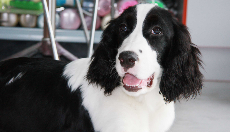 史宾格犬一般多少钱一只?贵不贵? 史宾格犬一般多少钱一只?贵不贵?