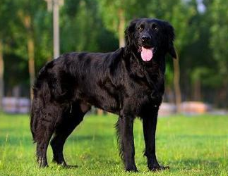 平毛寻回犬站立训练方法,速来了解一波 平毛寻回犬站立训练方法,速来了解一波