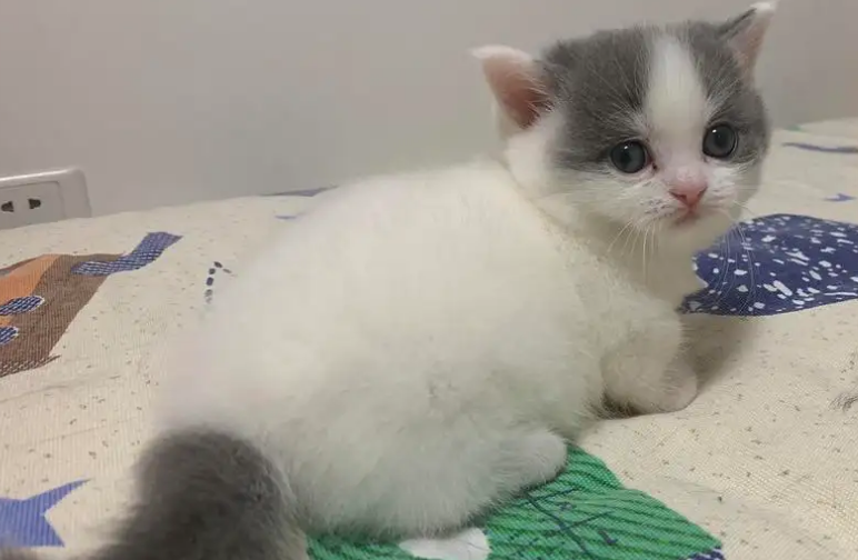  曼基康猫呕吐怎么回事？要重视