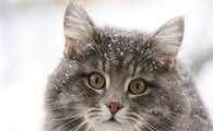 怎么治疗西伯利亚猫的跳蚤性皮炎?好奇就来了解~