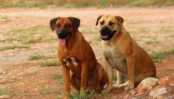 罗得西亚脊背犬吃什么狗粮？你们知道吗？