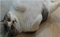 为什么猫咪很瘦很胖呢怎么回事