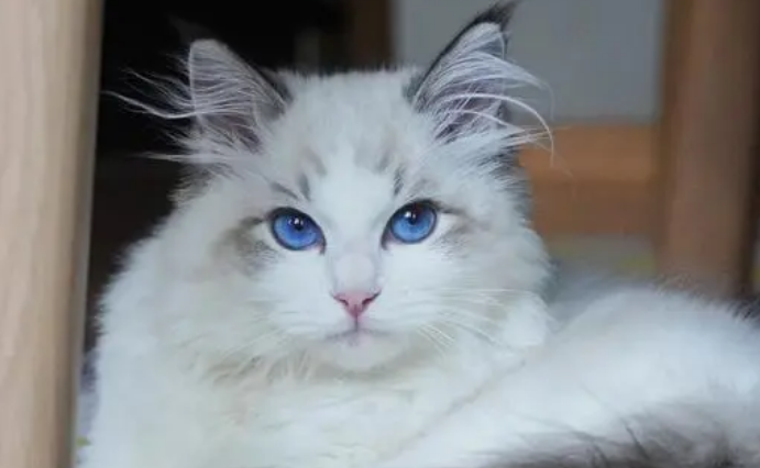 穷养猫一个月最少花多少钱 穷养猫一个月最少花多少钱