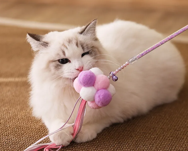 猫咪最爱的五种玩具