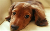 腊肠犬怎么驱虫？来看看吧
