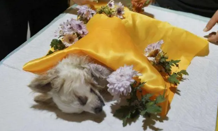 宠物殡葬服务价格