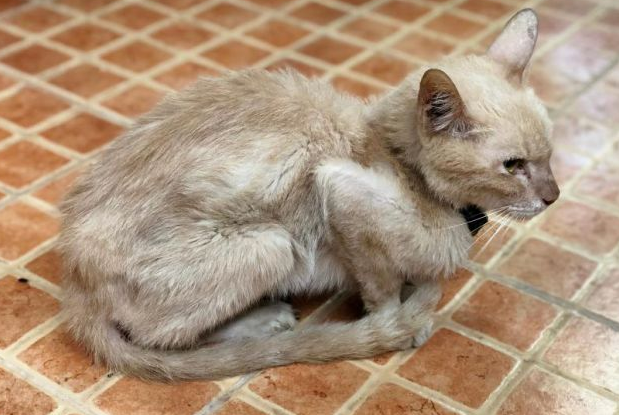 猫应激严重多久会死 猫应激严重多久会死