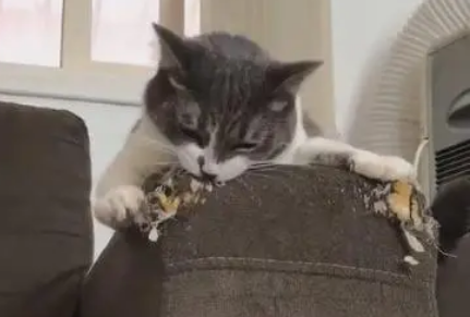 猫咪为什么爱啃沙发呢