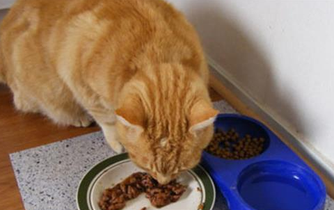 土猫吃剩饭？其实也是不可以的