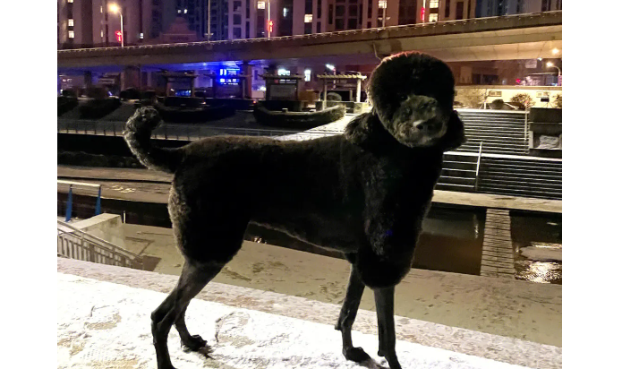 巨贵犬怎么训练上厕所？赶紧学起来！