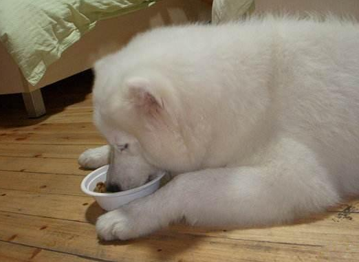 萨摩耶犬吃生肉吗？看完你就知道了