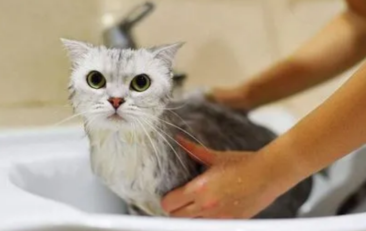 猫咪为什么要回家洗澡的原因