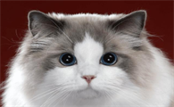 猫咪的眼睛颜色
