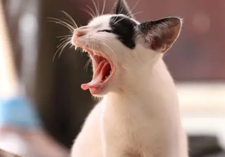 猫咳嗽干呕发出咔咔咔的声音