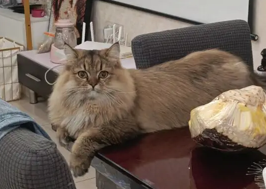 寄养宠物猫猫多少钱