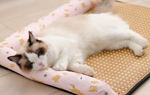猫咪为什么喜欢在垫子睡觉呢 猫咪为什么喜欢在垫子睡觉呢