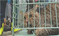 猫贩子收的小猫送哪里去