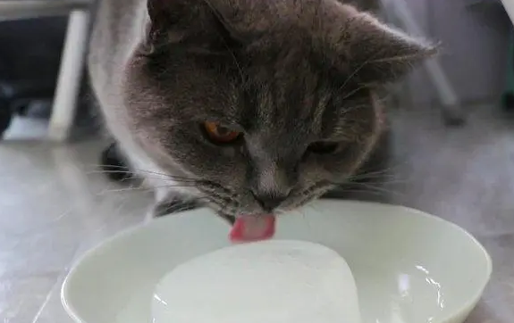 猫咪为什么不能吃冰块呢