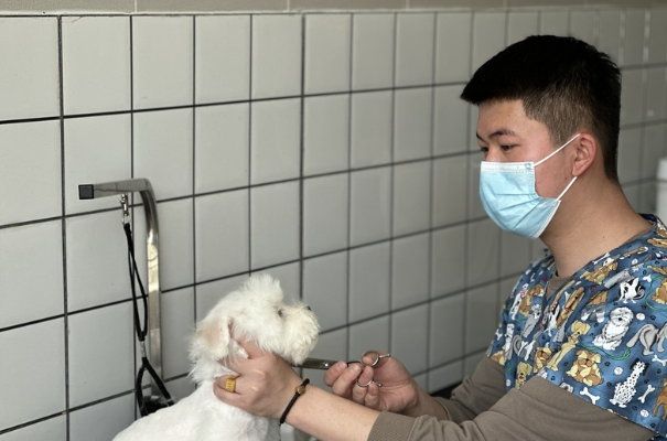“为爱发电”、带薪“吸猫撸狗”？听听宠物美容师咋说