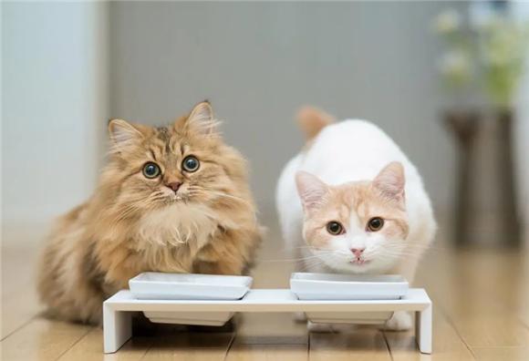 猫咪可以救家人吗为什么呢