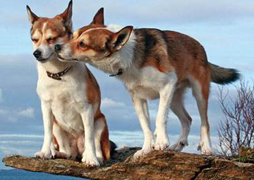 挪威伦德猎犬感冒怎么办?想养的看过来 挪威伦德猎犬感冒怎么办?想养的看过来