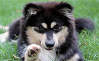 芬兰拉普猎犬卧倒怎么训练，感兴趣的看看~
