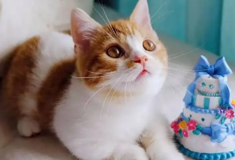 邻居猫咪老是叫为什么呢