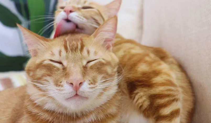 猫咪为什么老舔同伴脸部