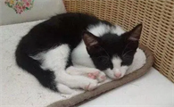 小猫死了可以拿手碰吗