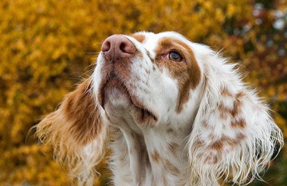 英国雪达犬养之前要准备什么?快来了解 英国雪达犬养之前要准备什么?快来了解