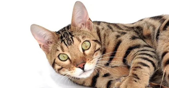 豹猫怀孕吃什么？主人一定要知道