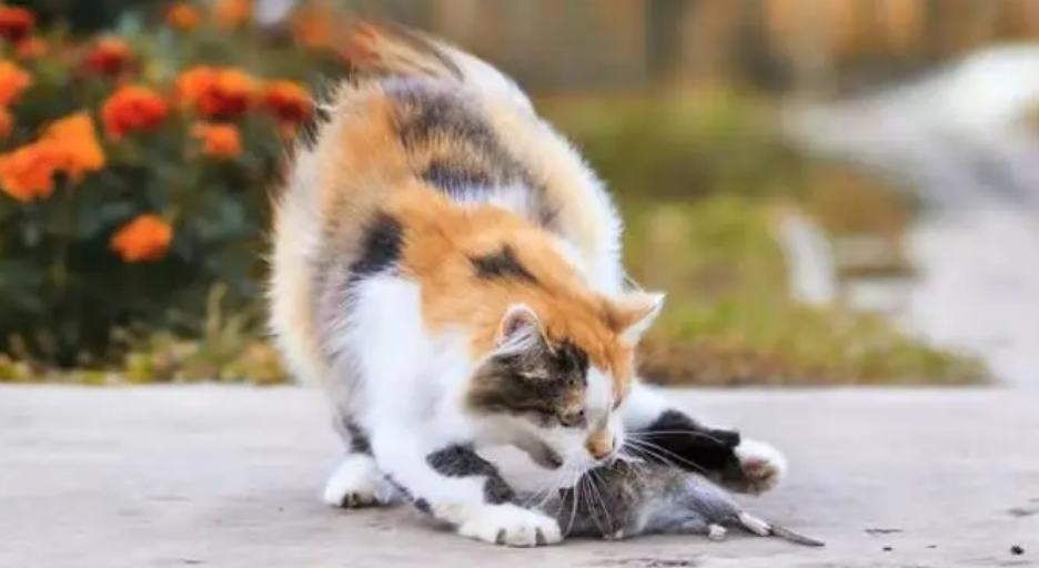 宠物猫为什么不吃老鼠