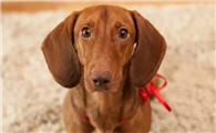 腊肠犬怎么训练大小便？你了解不？